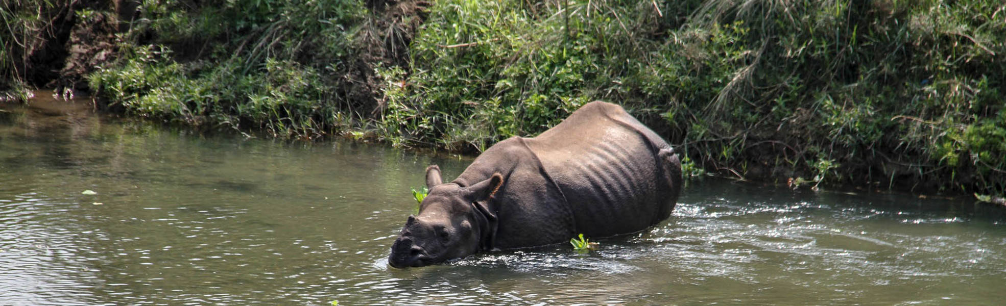 Wildlife Volunteer in Nepal