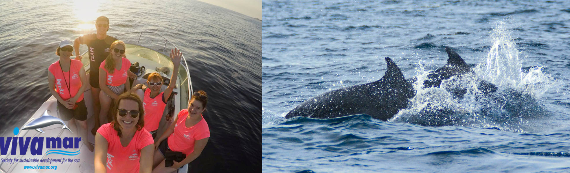 Schütze Delfine in Kroatien