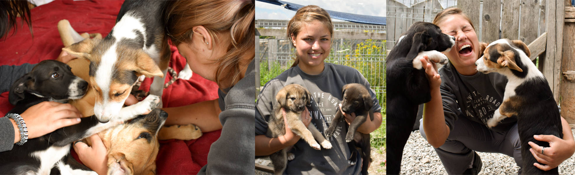 Rumänien Transsilvanien Hundeprojekt