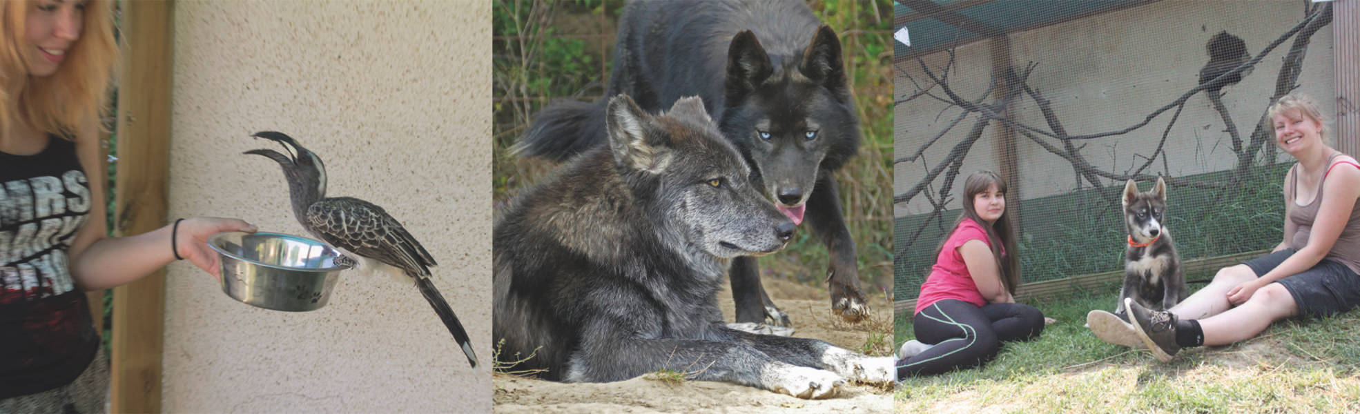 Freiwilligenarbeit im Tierschutzprojekt in Ungarn