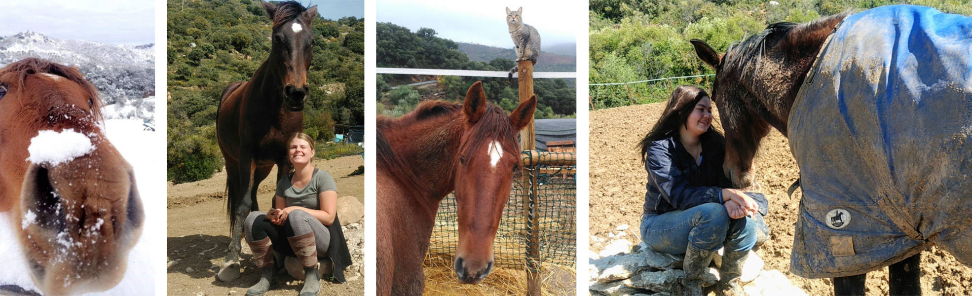 Freiwilligenarbeit auf einer Pferdefarm in Spanien, Andalusien