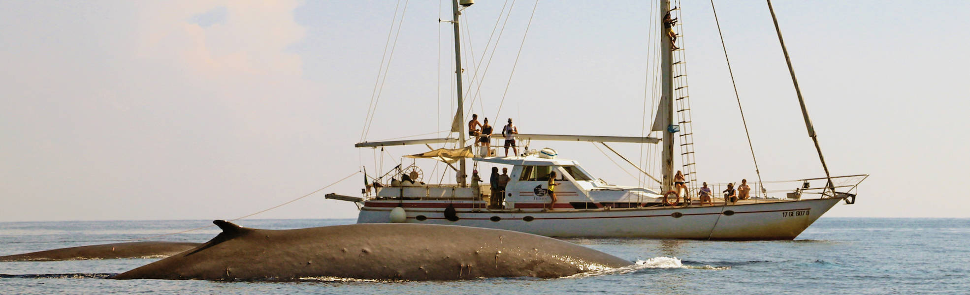 Freiwilligenarbeit im Meeresschutzprojekt in Italien