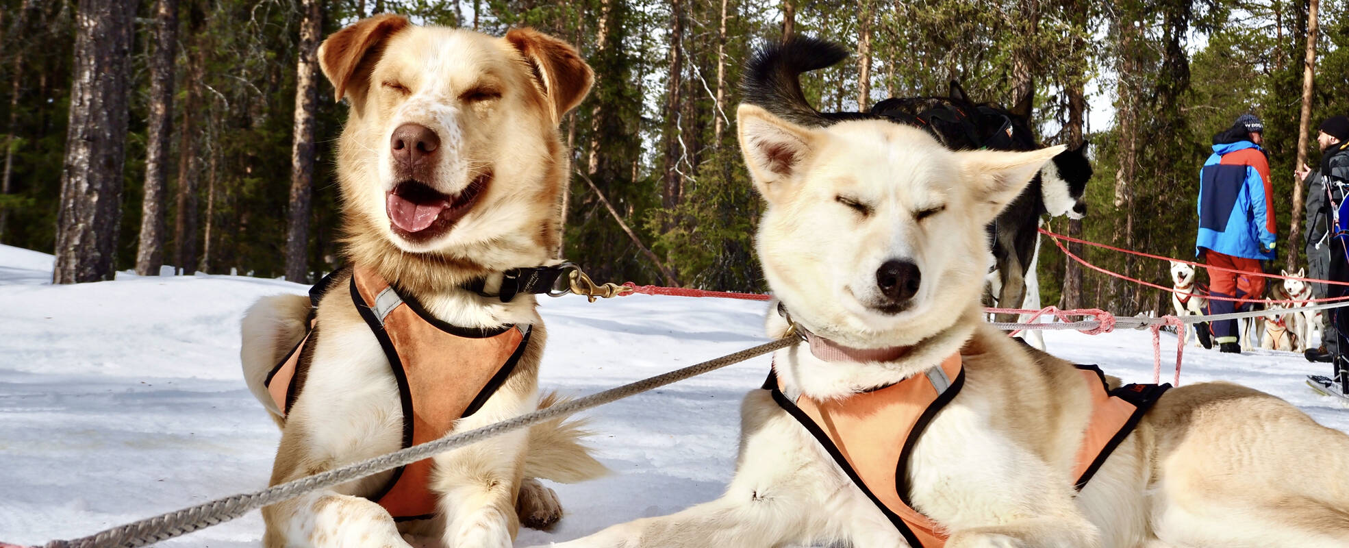 Freiwilligenarbeit im Husky Projekt in Schwedisch Lappland