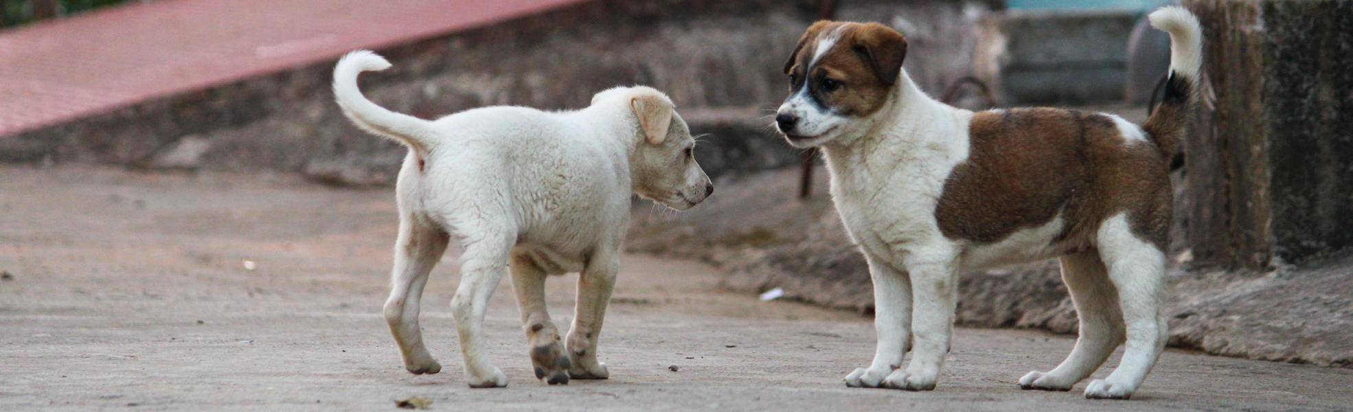 Freiwilligenarbeit im Hundeprojekt in Cusco, Peru