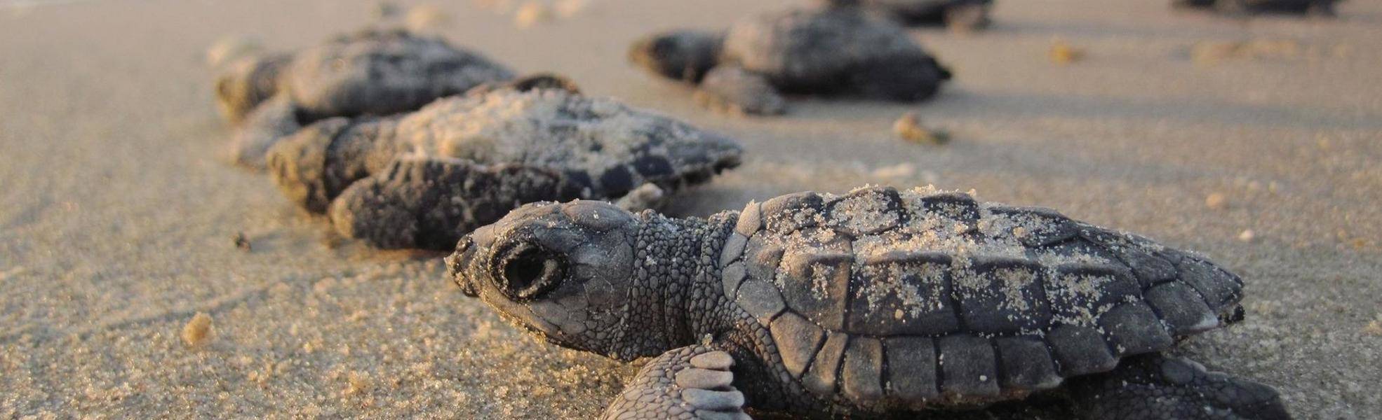 Tierschutzprojekt in Costa Rica am Pazifik