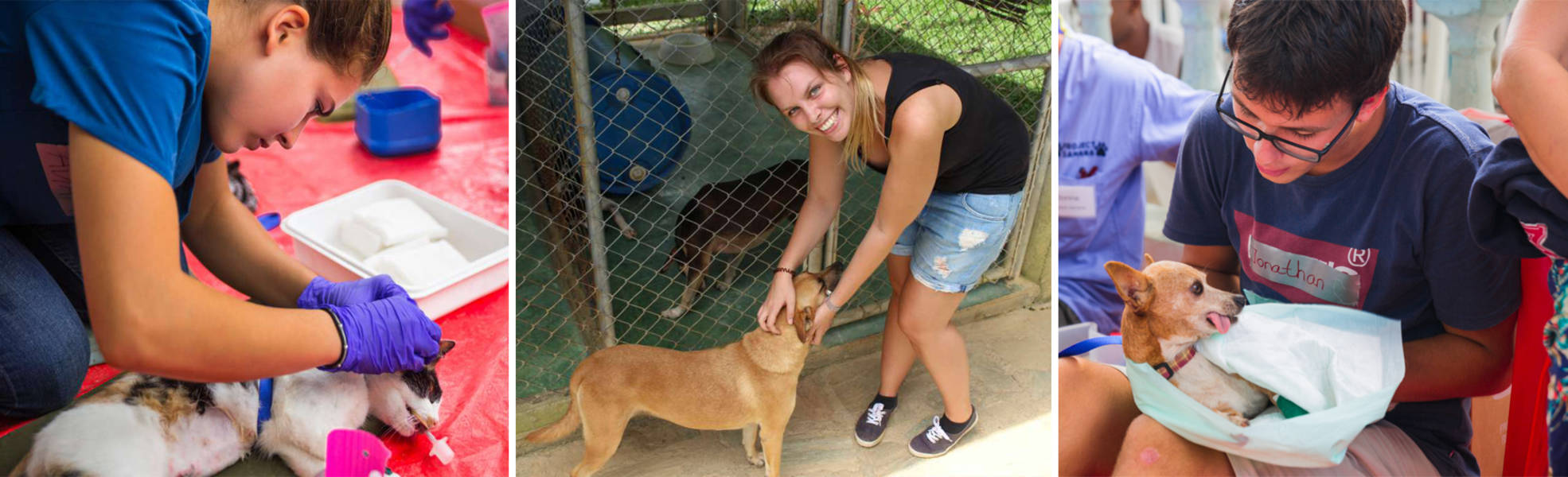 Volunteering in the animal welfare project in the Dominican Republic