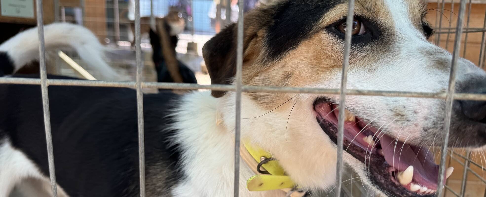 Freiwilligenarbeit im Tierheim auf Kreta