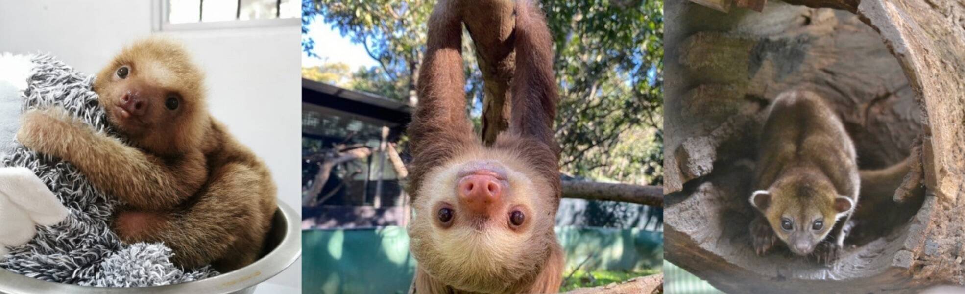 Animal sanctuary in Costa Rica with sloths