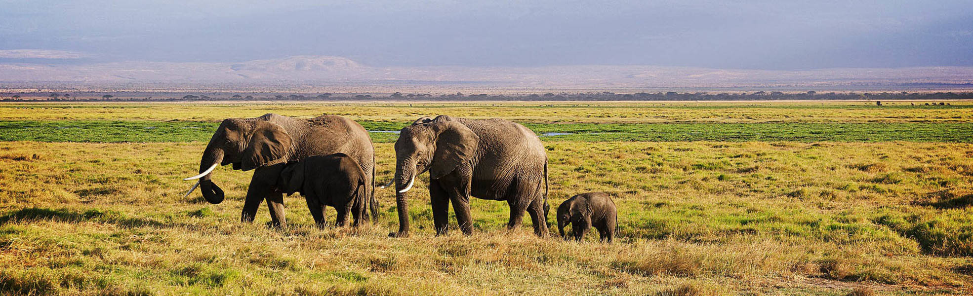 Elefanten in der Serengeti