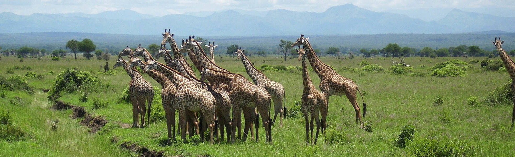 Giraffen auf der Safaritour