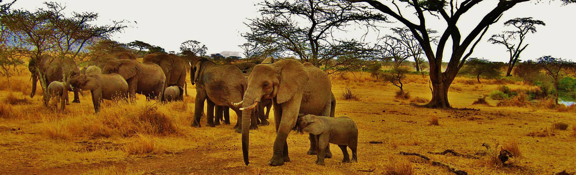 Elephants in the national park