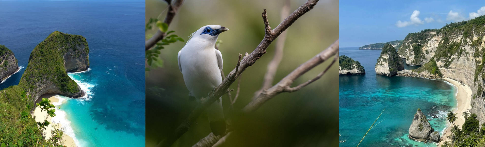 Vogelschutzprojekt auf Nusa Penida