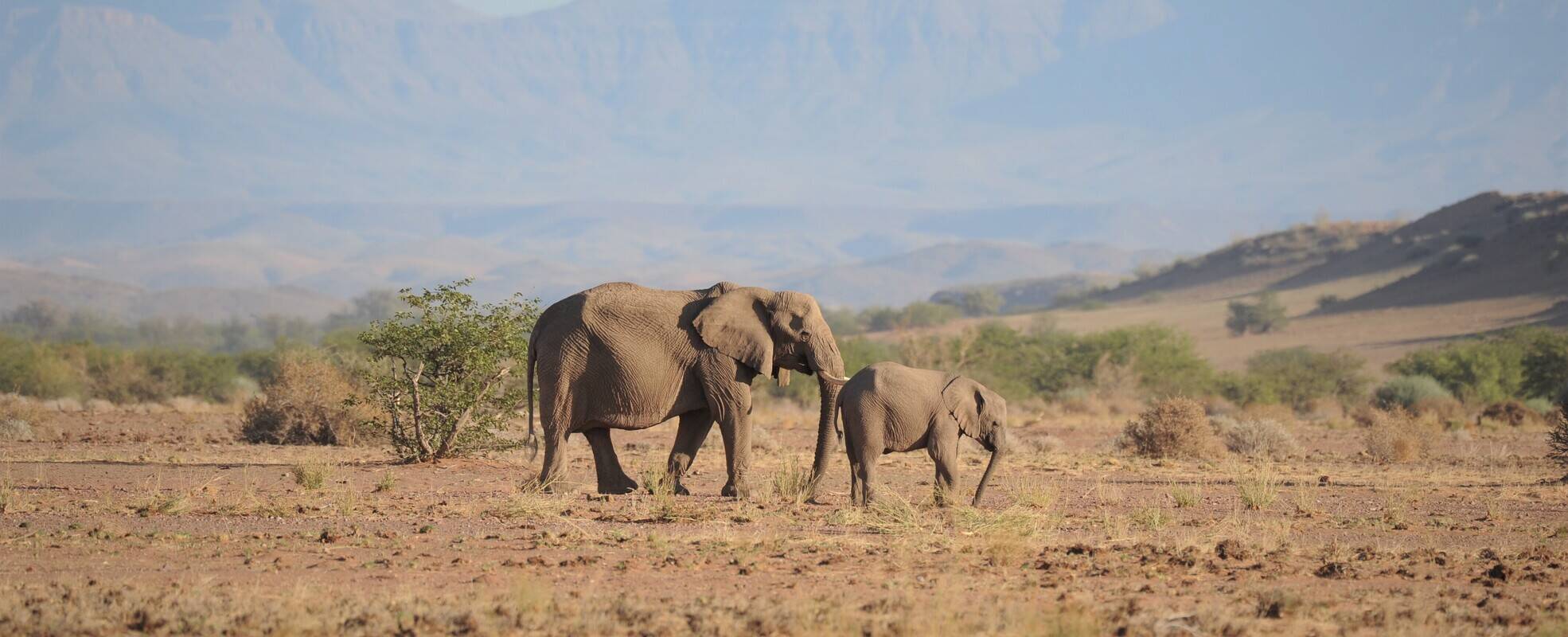 Namibia Safari-Abenteuer