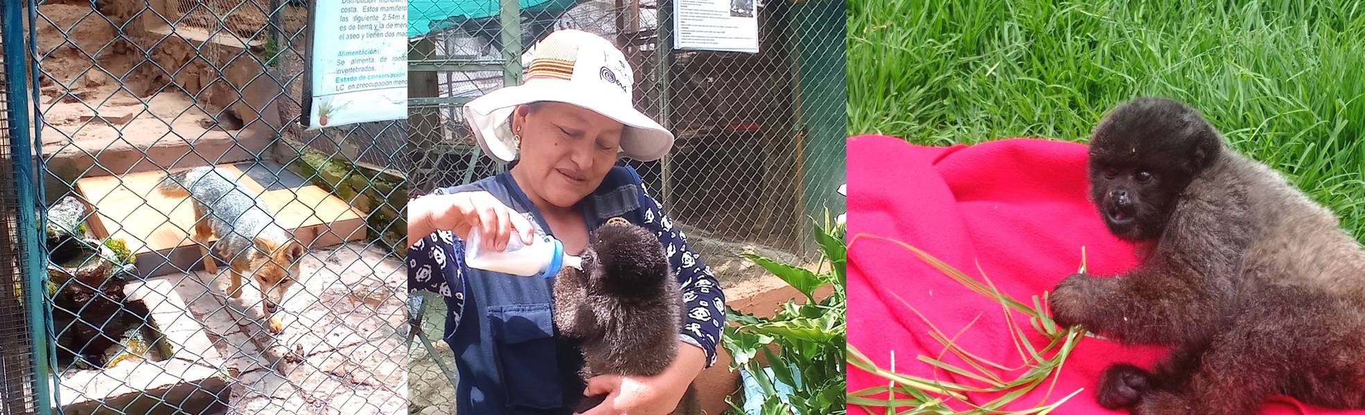 Tierschutzprojekt in Cusco