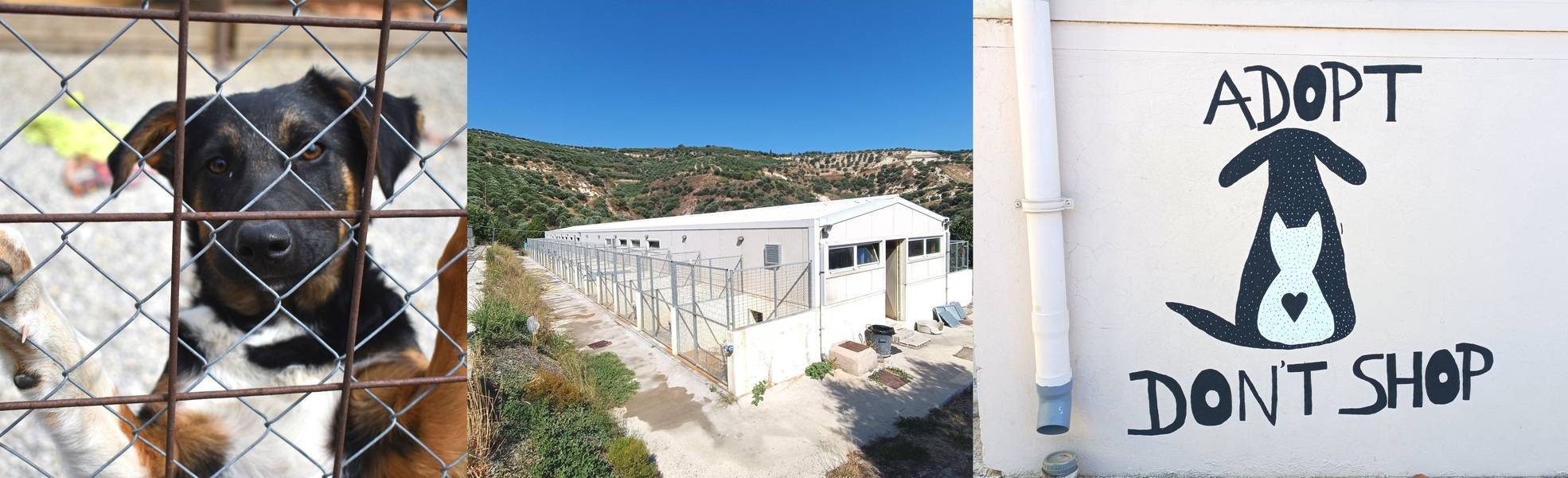 Hundeprojekt auf Kreta