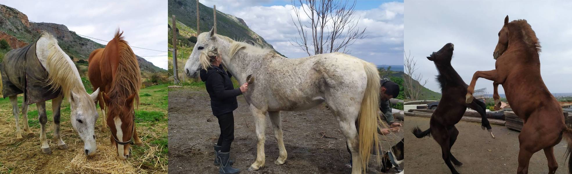 Horse welfare project on Crete