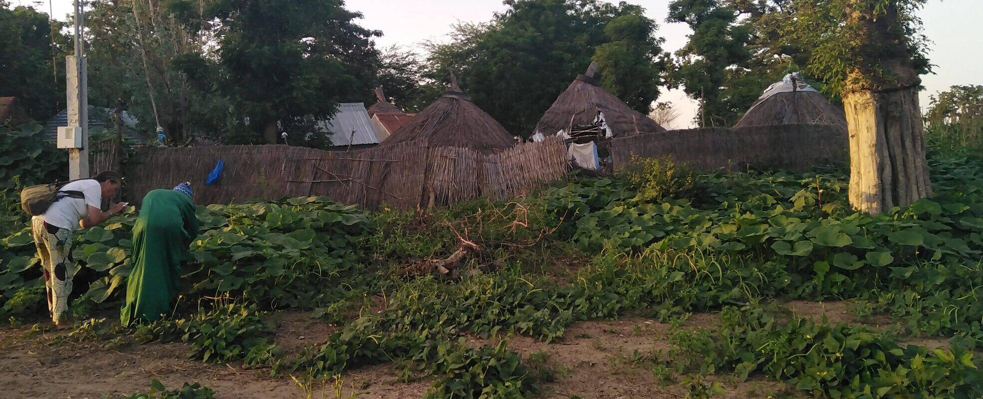 Naturschutz Projekt auf einer Farm im Senegal 