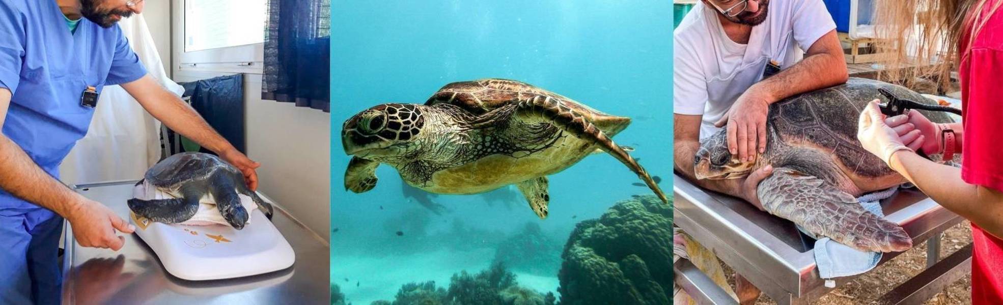 Freiwilligenarbeit im Schildkröten Projekt auf Kreta