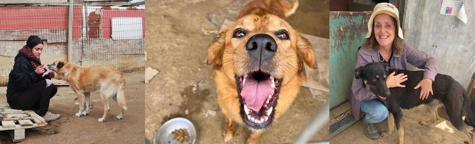 Straßenhunde Volunteer Projekt in Chile