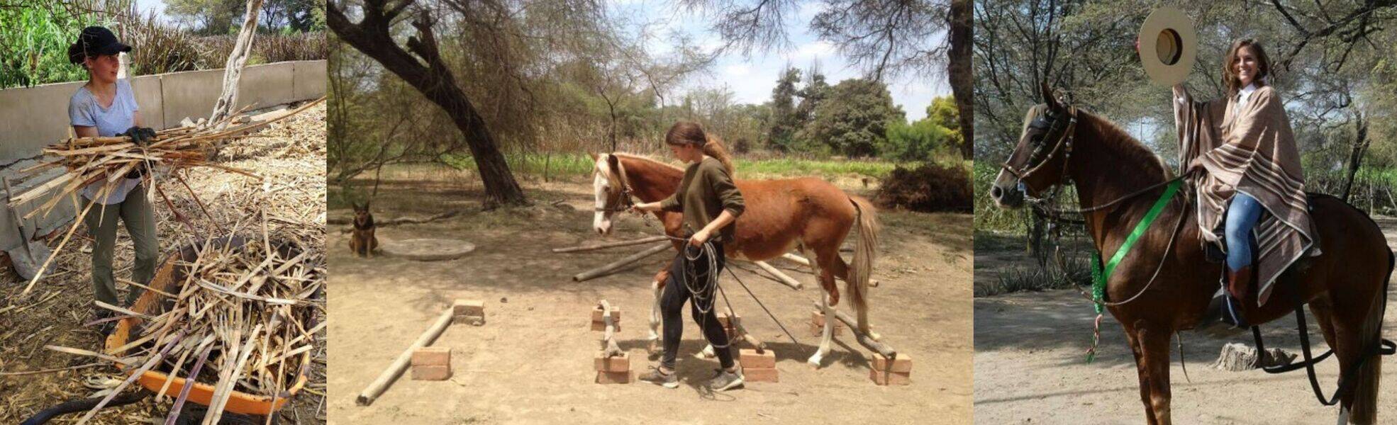 Volunteering at horse farm in Peru