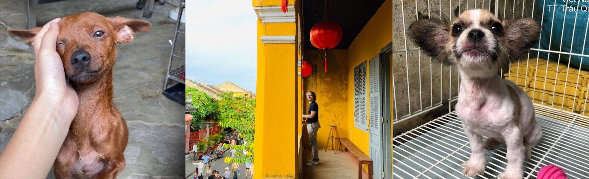 Leiste Freiwilligenarbeit in einer Tierauffangstation im Großraum Hanoi
