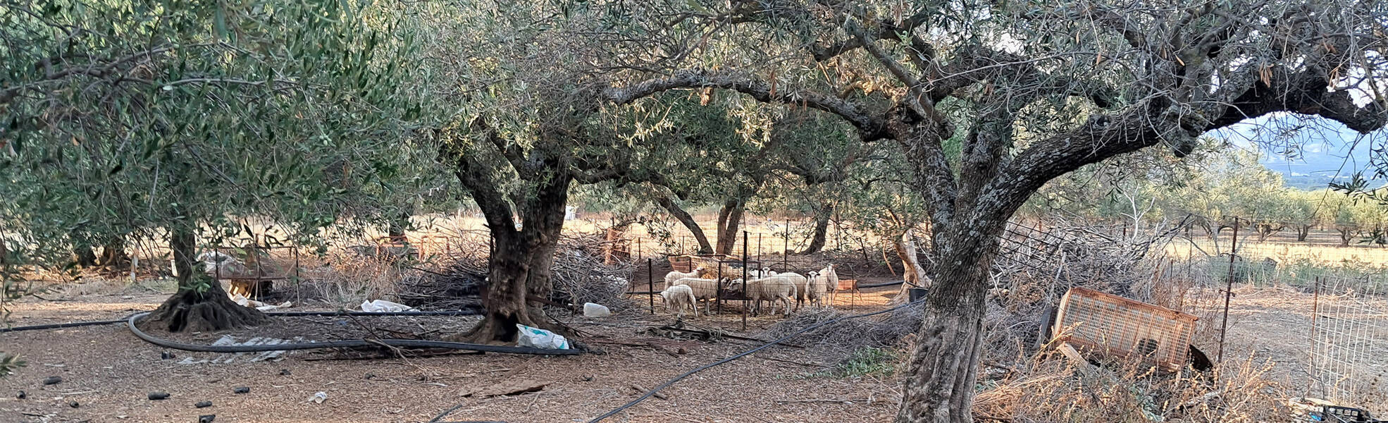 Headerbild Farm Schafe Oliven