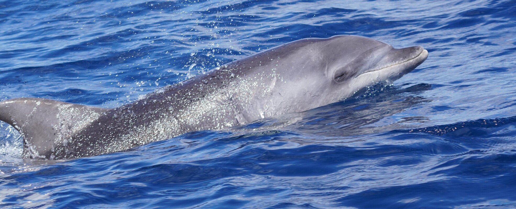 Delfin im Freiwilligenprojekt auf Gran Canaria