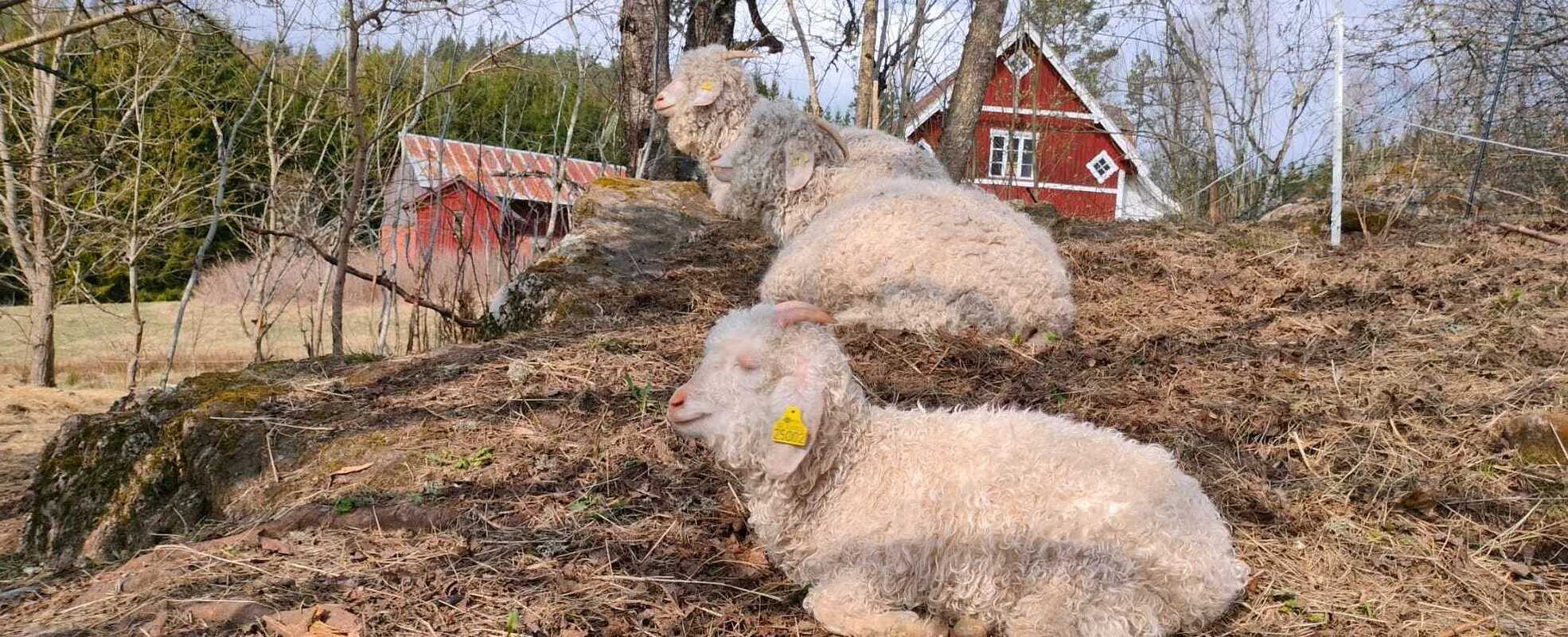 Freiwilligenarbeit auf einer Farm in Schweden