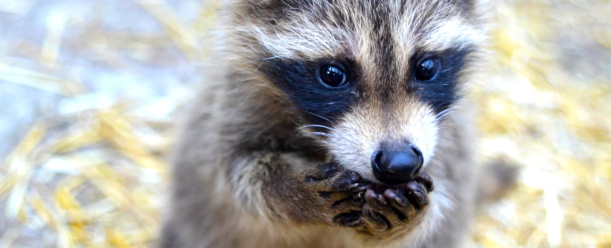Waschbär in der Tier-Auffangstation in Ontario