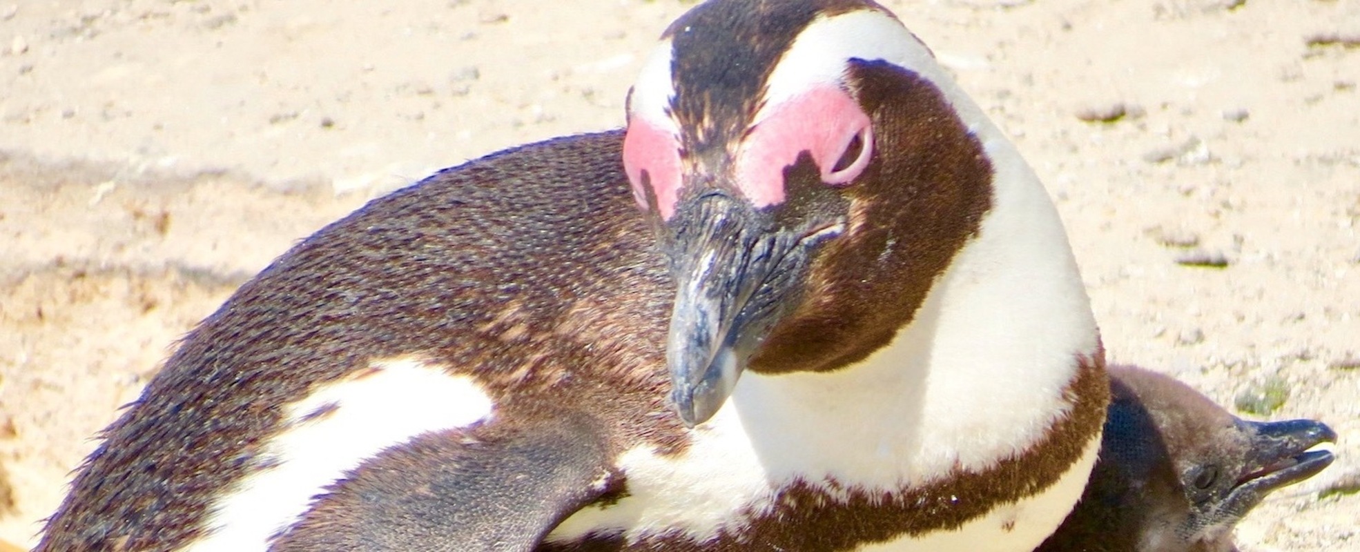 Pinguine am Strand von Südafrika