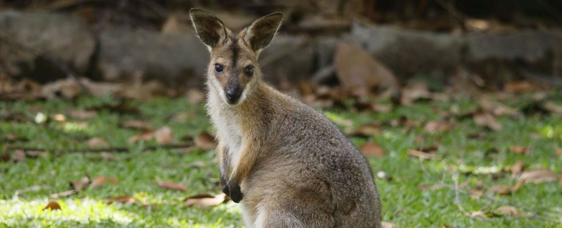 Känguru beim Wildlife-Projekt in Australien