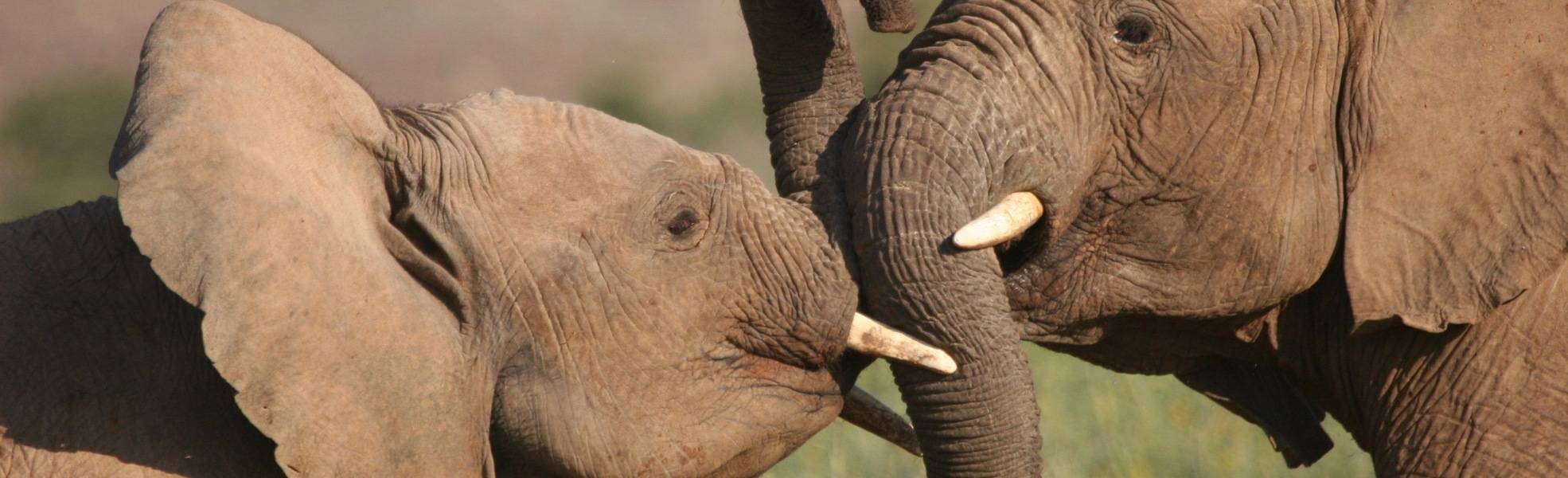 Freiwilligenarbeit in Namibia - Elefanten Projekt