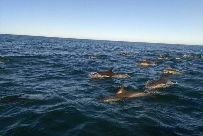 Meeresforschung Freiwilligenarbeit