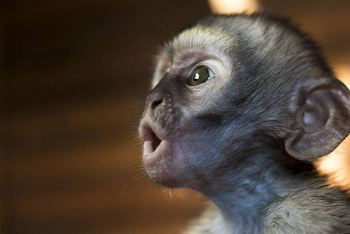 Affen Südafrika Freiwilligenprojekt