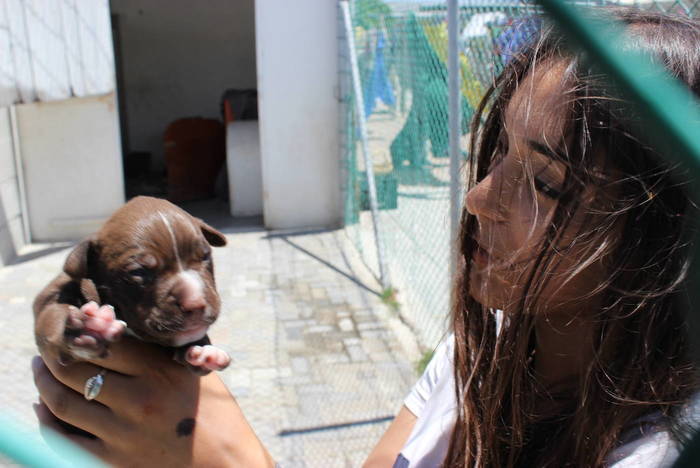 Hunde Freiwilligenarbeit Südafrika