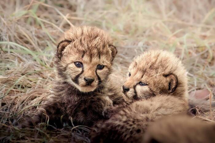 Wildtierprojekt in Südafrika