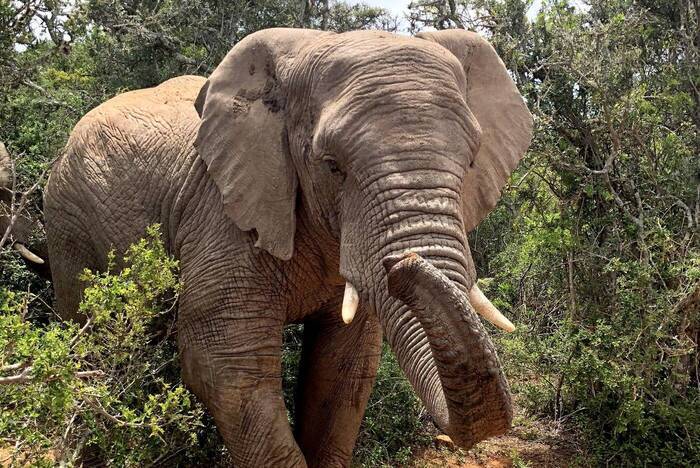 Naturreservat Südafrika Volunteer