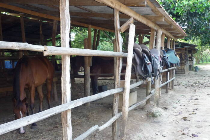 Freiwilligenarbeit Pferde Tansania