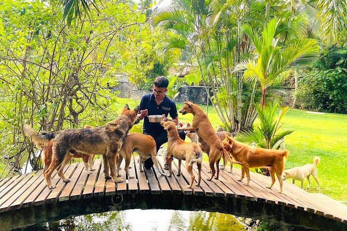 Volunteer Tierschutz Sri Lanka