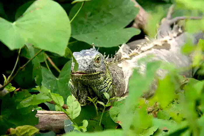 Wildtierschutz in Thailand