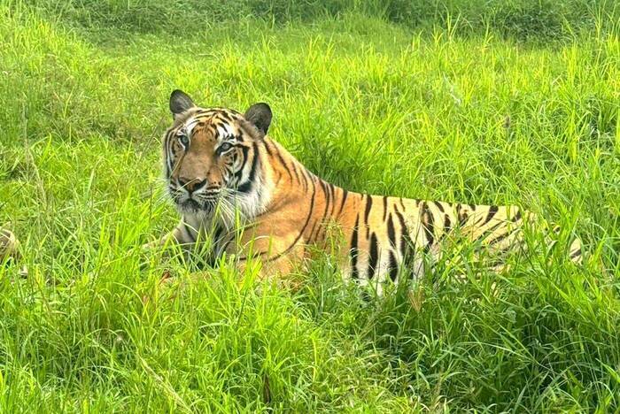 Wildtierschutz in Thailand