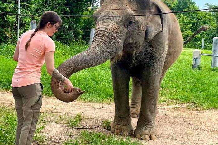 Elefanten füttern in Thailand
