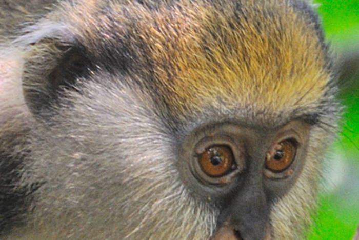 Freiwilligenarbeit im Shai Hills Wildtierreservat