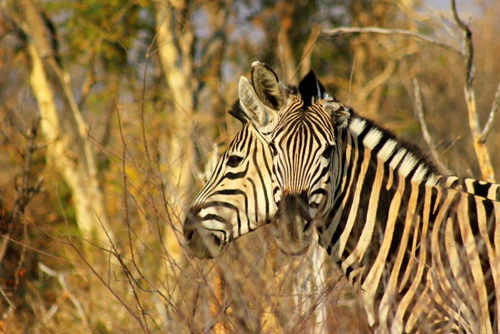 Sabbatical Wildtierreservat Südafrika