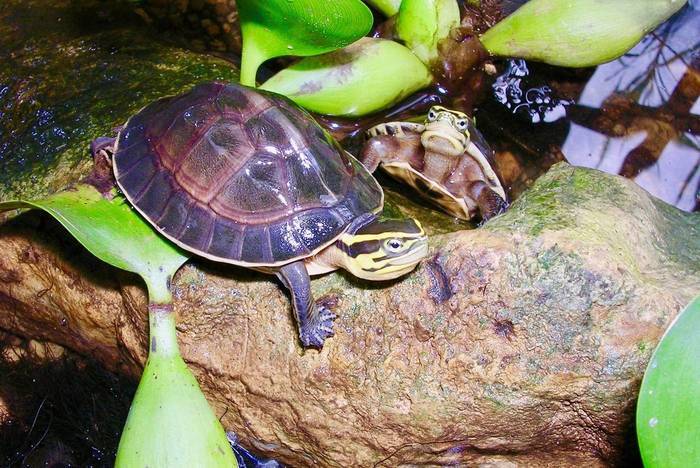 Turtles protection in Vietnam
