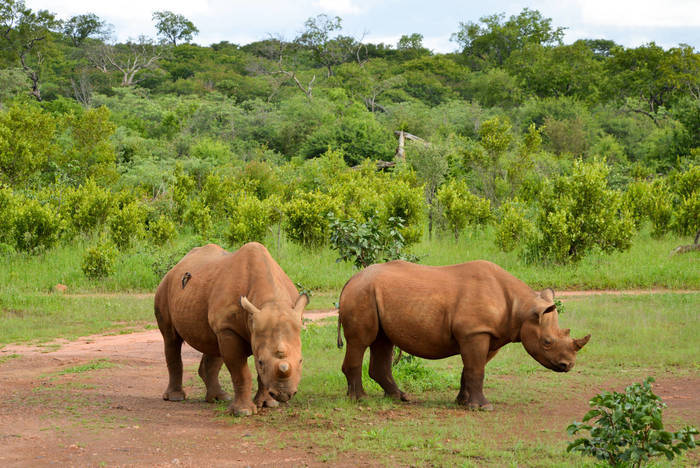 Freiwilligenarbeit im Tierschutz bei den Victoriafällen