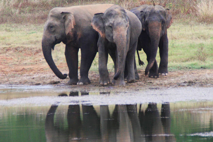 Elephants in the Wasgamuwa National Park in Sri Lanka