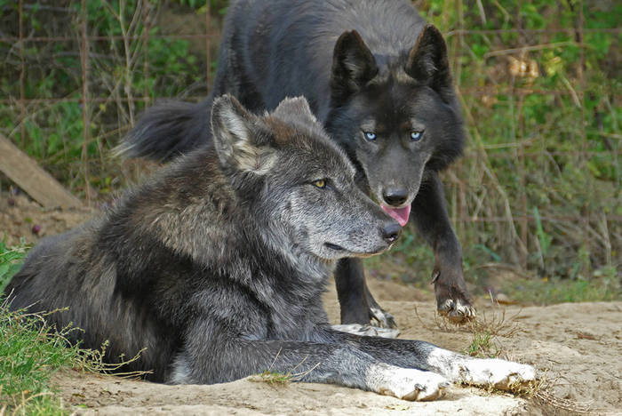 Freiwilligenarbeit im Tierschutzprojekt in Ungarn
