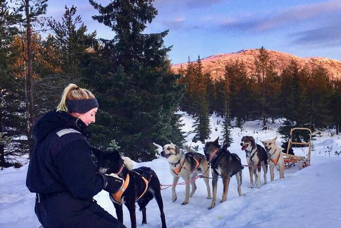 Freiwilligenarbeit im Husky Projekt in Schwedisch Lappland