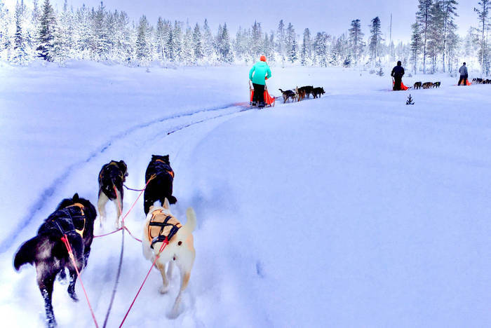 Freiwilligenarbeit im Husky Projekt in Schwedisch Lappland